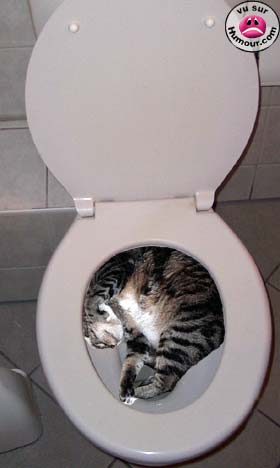 Zok, tu m'dois un string... Wc_chat