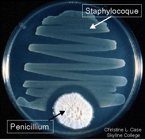 arendelle - La Taverne d'Arendelle [topic modéré] - Page 3 Dossiers-chimie-histoire-article-Penicilline_Decouverte_Antibiotique_Demirdjian-6