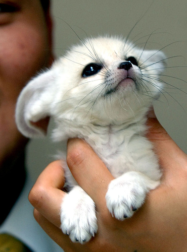 Cute animal photos - Page 3 Fennec1