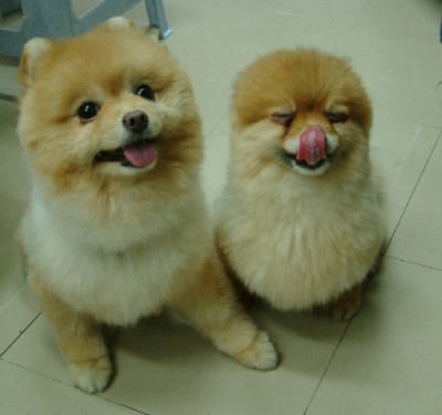 Paws Cute-fluffy-puppies-400x375