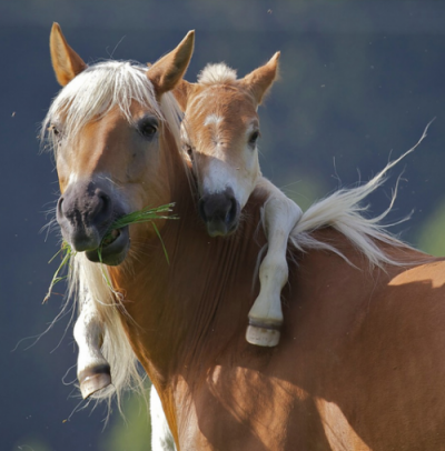 Spam Tema.... - Page 4 Cute-baby-horse-and-mom-400x406