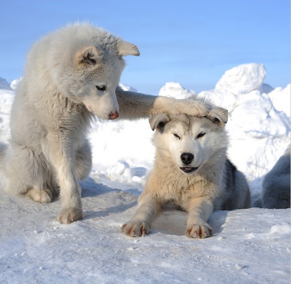 Paws White-wolf-pups-600x585