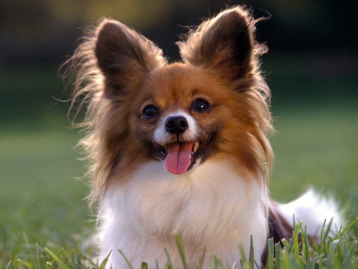 اجمل صور الكلاب Dog wallpaper Papillon