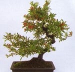 Bonsai Pyracantha_angustifolia