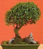 Bonsai Sageretia_theezans