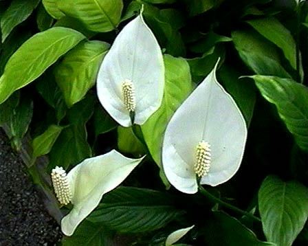 La plante de lune. Spathiphyllum