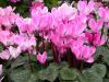 Цветарски магазин Thumb_cyclamen_persicum