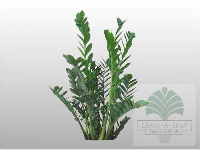 les plantes naturelles Zamioculcas_zamiifolia_web