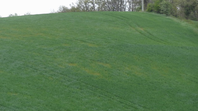 Blé dur : aprés le gel voilà la mosaique. - Page 2 BD3