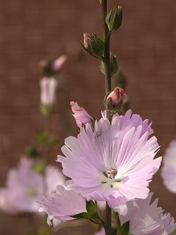 Zuiko 12-60 F2.8-4.0 SWD 09