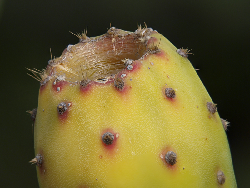 Focus Stacking ... suite Cactus_flower