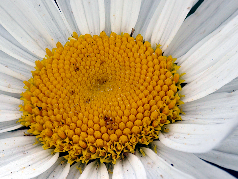 Focus Stacking ... suite Heart_yellow