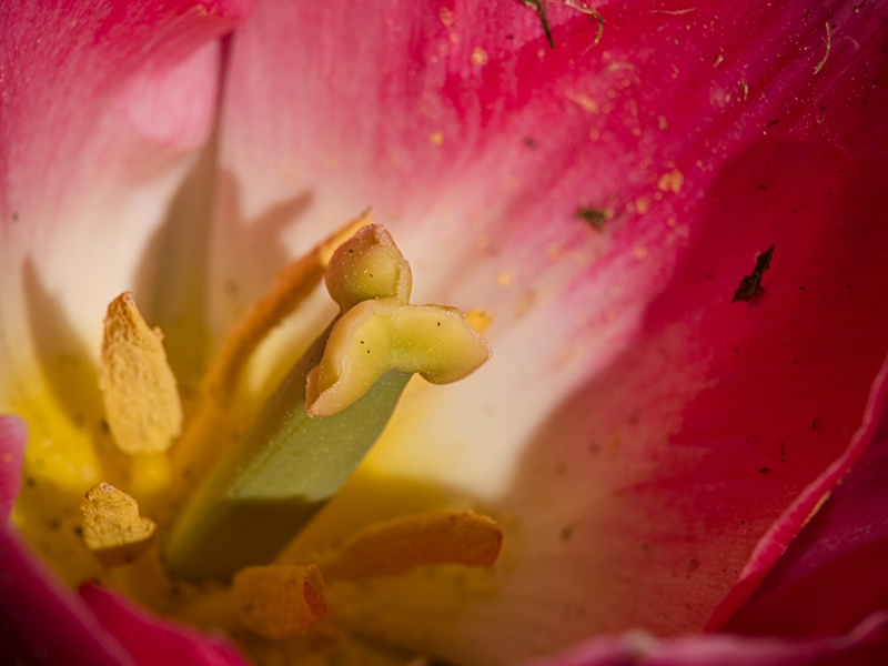 Tulipes 20100315_9664