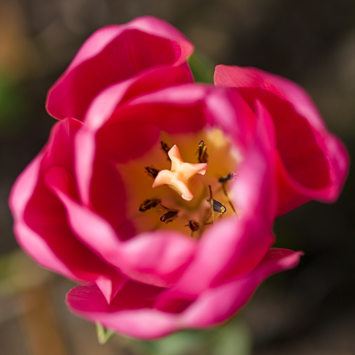 Tulipes 20100316_9740