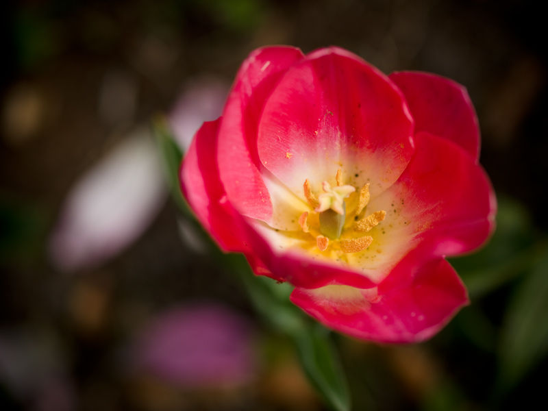 Tulipes 20100316_9744