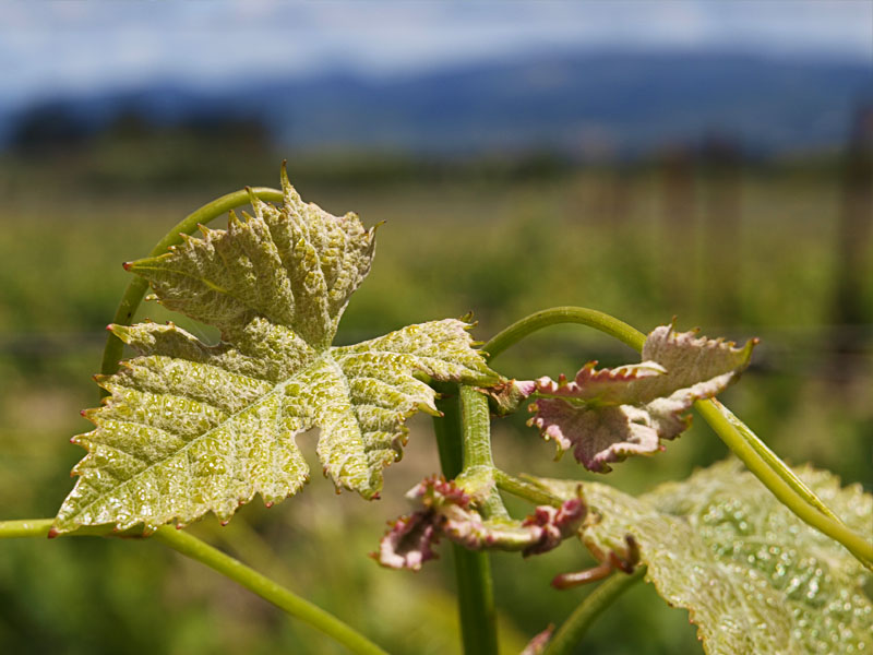 Pays de Vin 20100528_3047