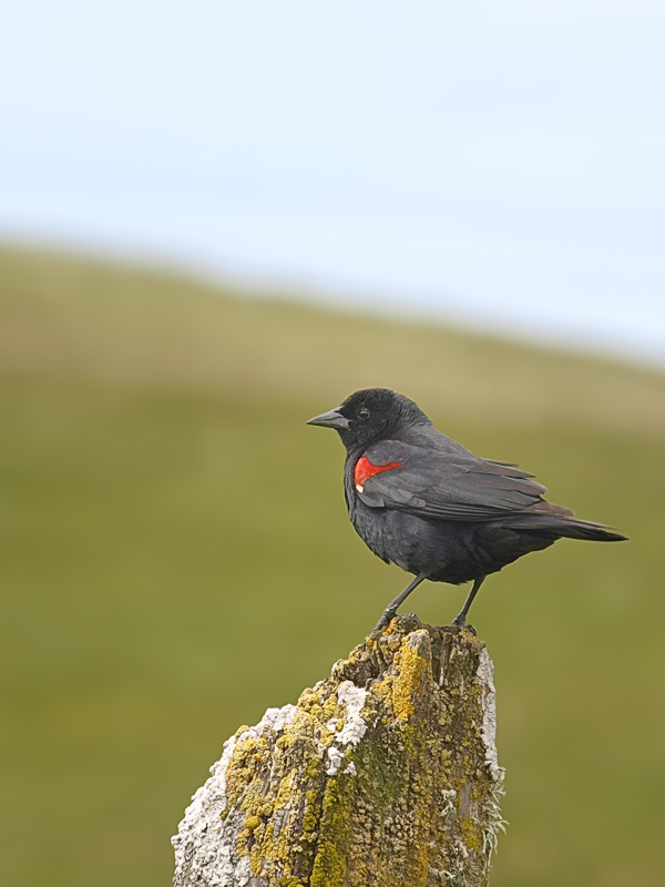 Petit Oiseau Black-Bird