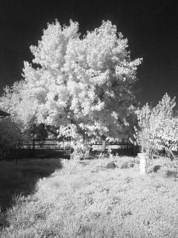 Photo IR 20111129_7200IR