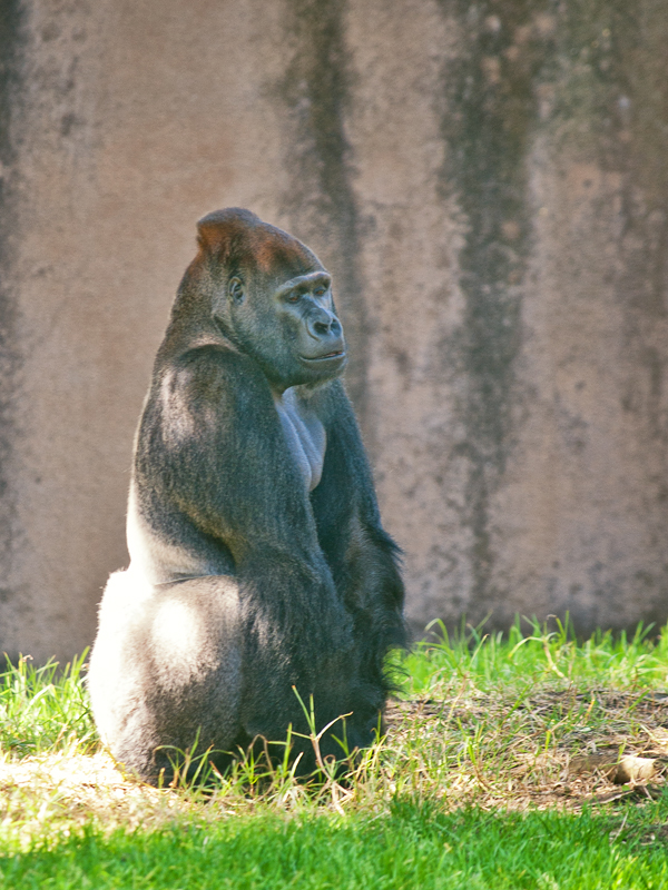 Quelque résidents du Zoo de San Francisco 20120401_8936