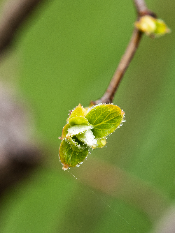 Spring is here 20120221_8327