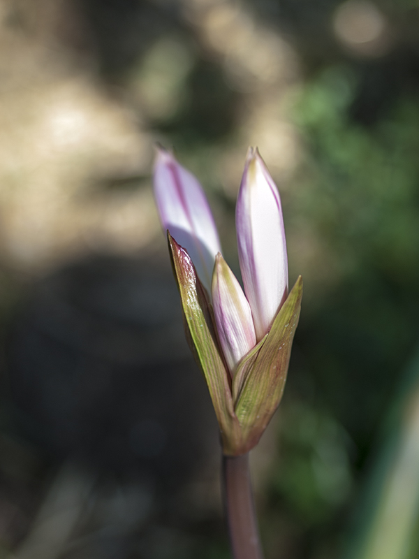 Amaryllis 20120724_7485