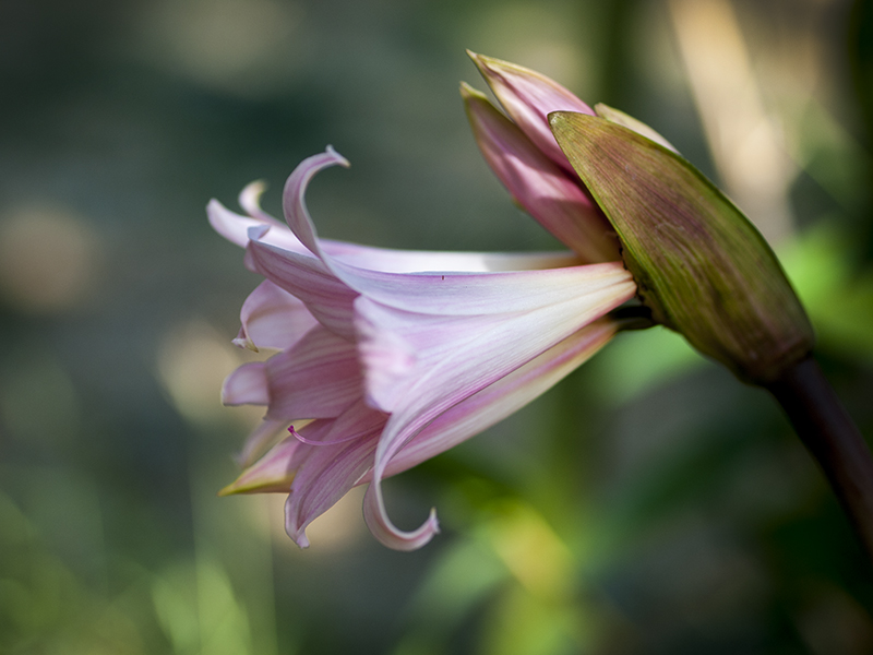 Amaryllis 20120724_7486