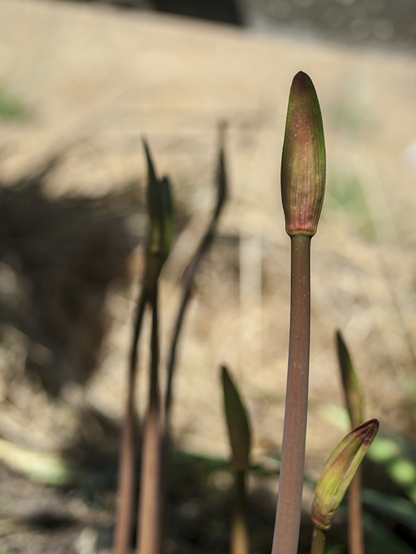 Amaryllis 20120724_7494