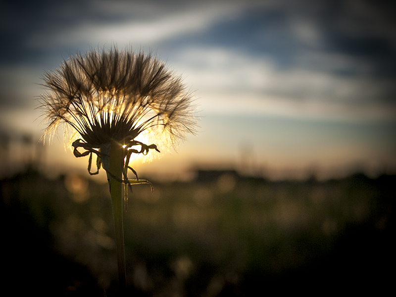 Trois de ce soir [+2] 20120605_1034