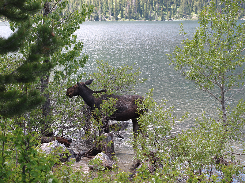 [USA - 2] Cross Country - Grand Teton [+11 7/9/12] 20120611_1823