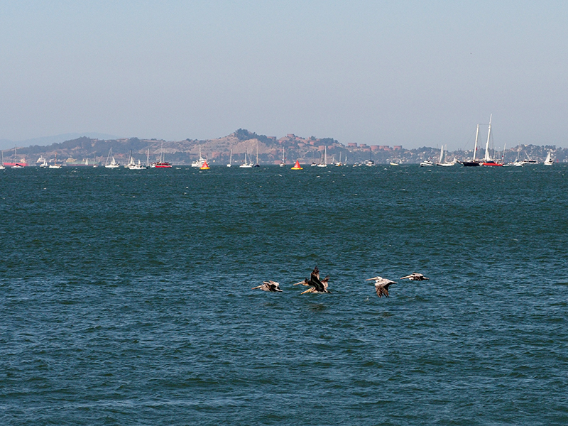 America's Cup 2013 20130914_3807