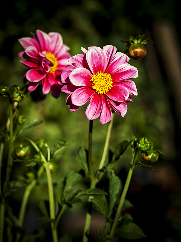 Dahlia 20120731_7940