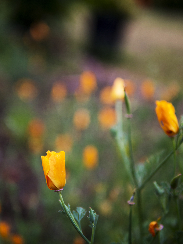 Crèmeuse 20130604_6684