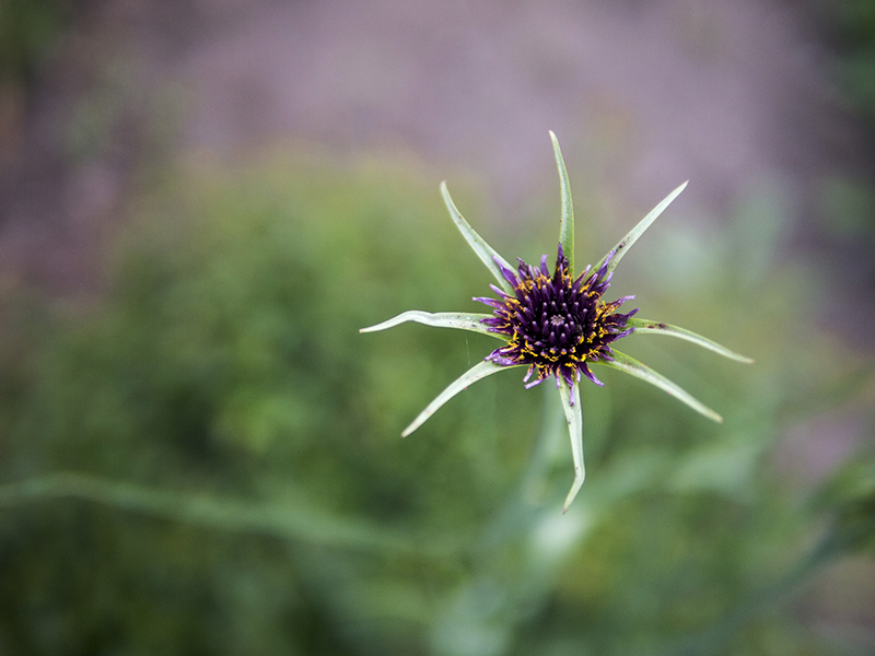 Crèmeuse 20130604_6685