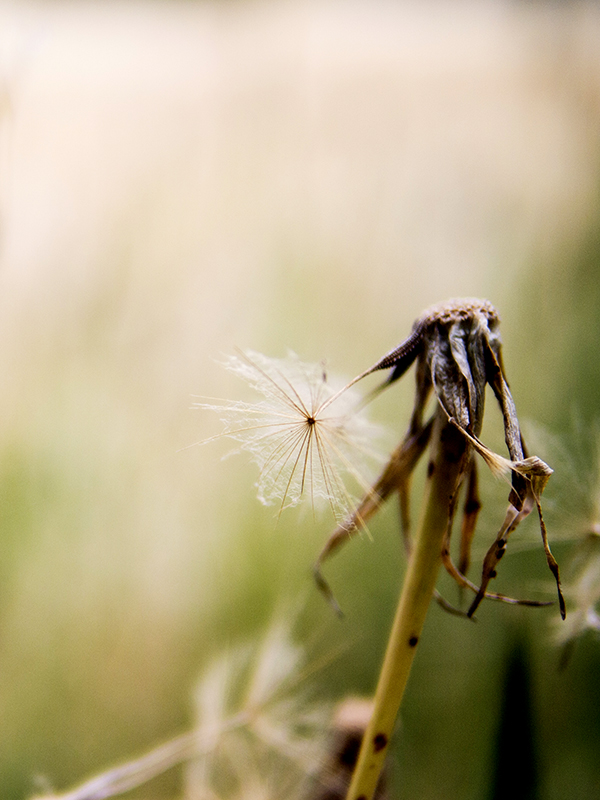 Crèmeuse 20130604_6693