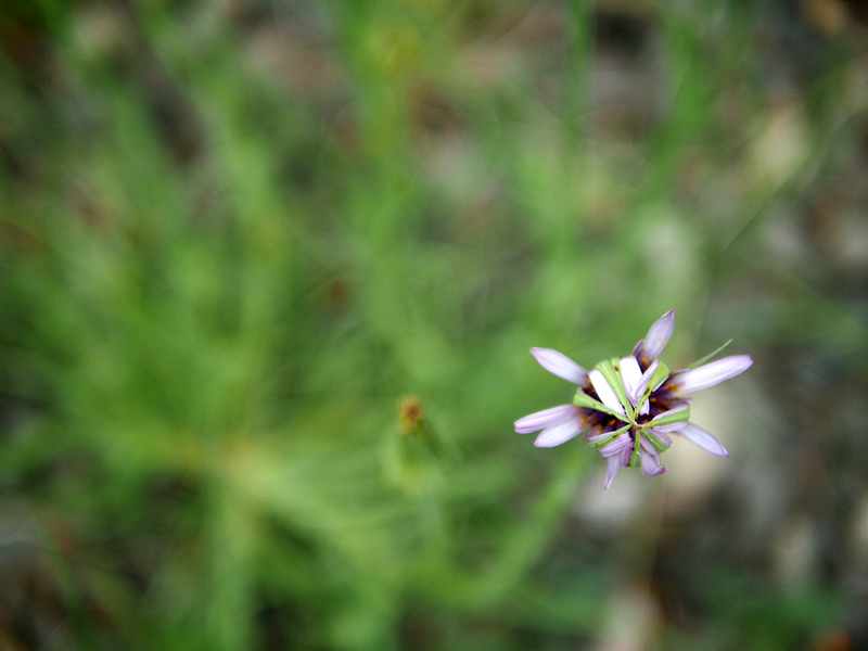 Crèmeuse 20130604_6721