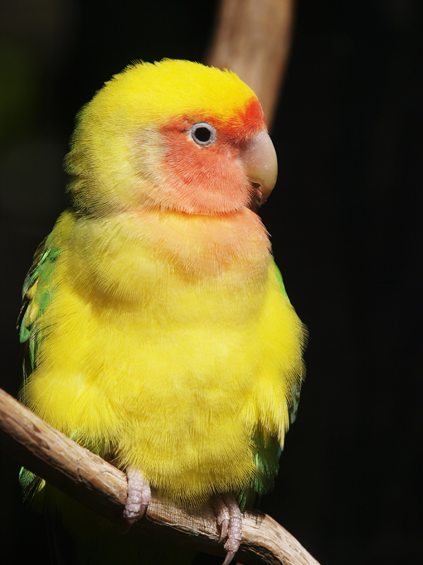 Quelque Photos du Zoo de San Francisco 20110403_9841