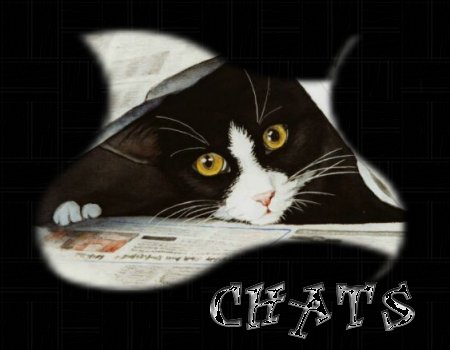 chat Chats-titre