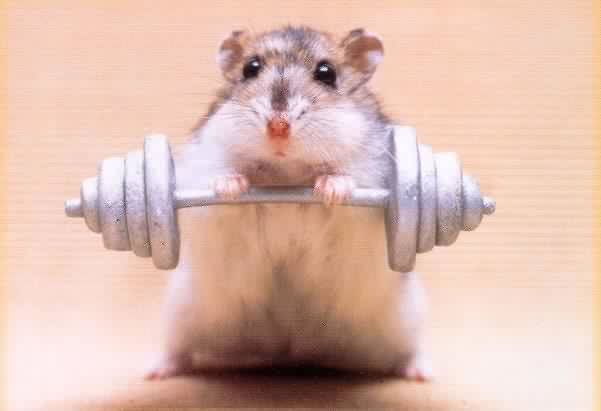 Funny Pics. Hamster