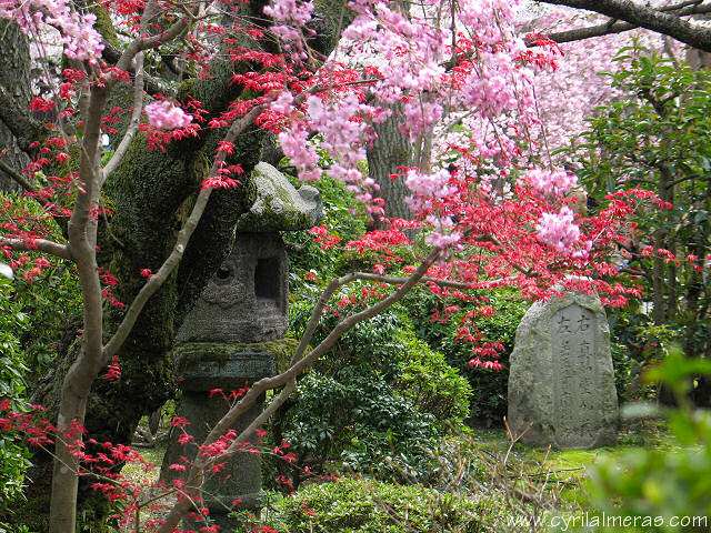 jardin japonais derrire la maison IMG_1658_jardin_japonais_kyoto