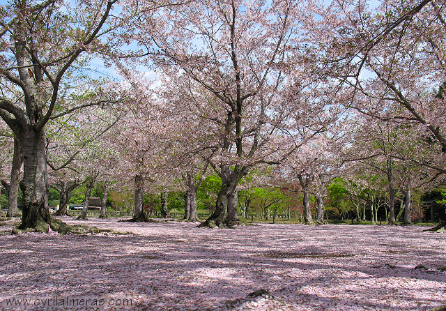 ~ Photo ~  IMG_2317_okayama_jardin_cerisiers_en_fleur