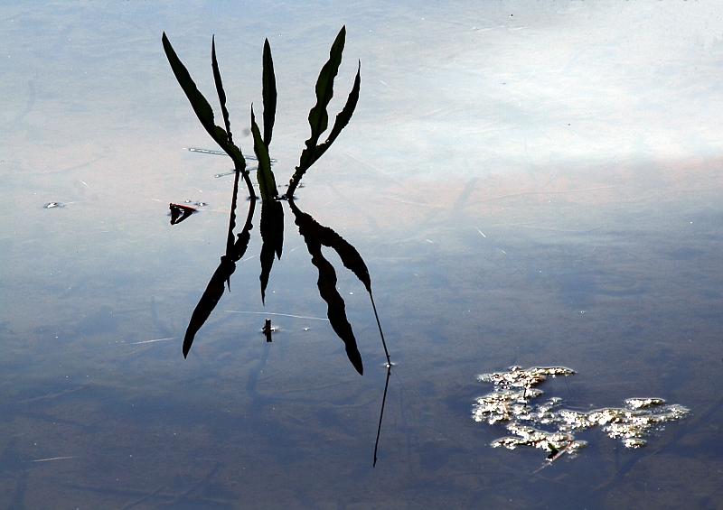 Baie de Somme: Dans les marais 010607