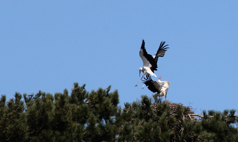 Pousse toi, j'arrive... 010608