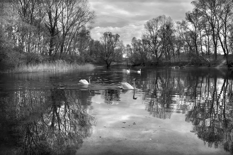 Cygnes dans l'eau 0205201302