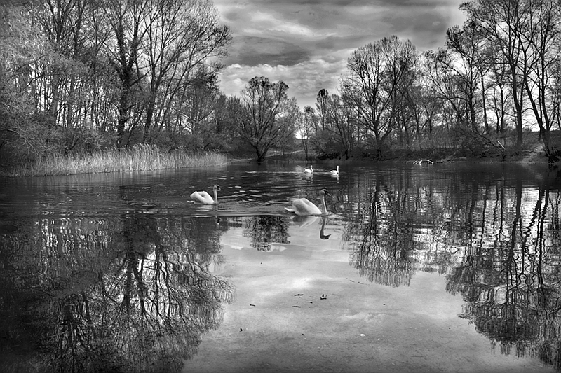 Cygnes dans l'eau 0205201303