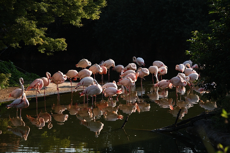 parc de la tete d'or  les flaments roses 03031101