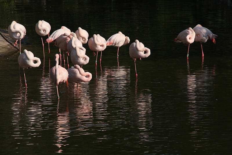 parc de la tete d'or  les flaments roses 03031102