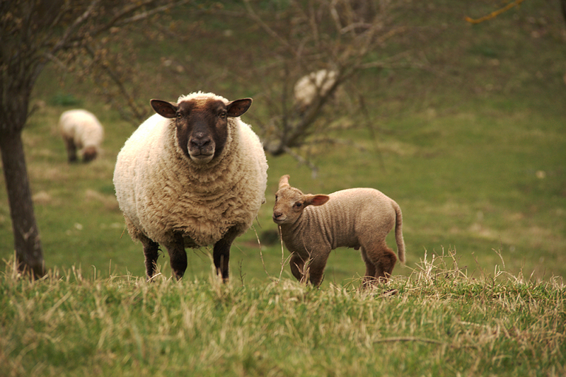 Revenons à nos moutons ( de Pérouges ) 0804201308