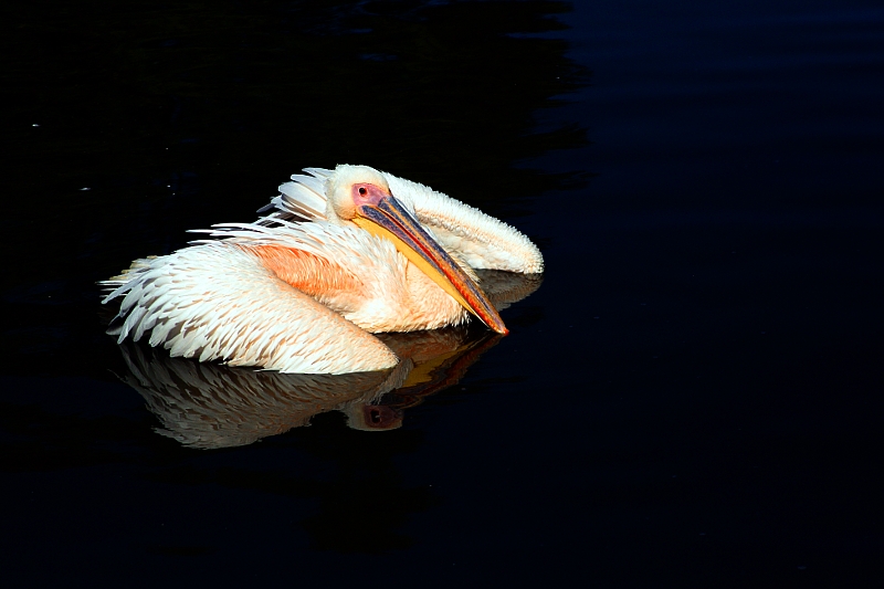 Lyon - Parc de la Tête d'Or - Pélican 0806