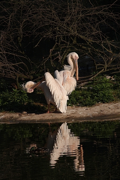 Encore des pélicans 15pelican