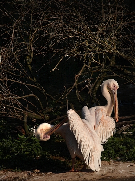 Encore des pélicans 17pelican